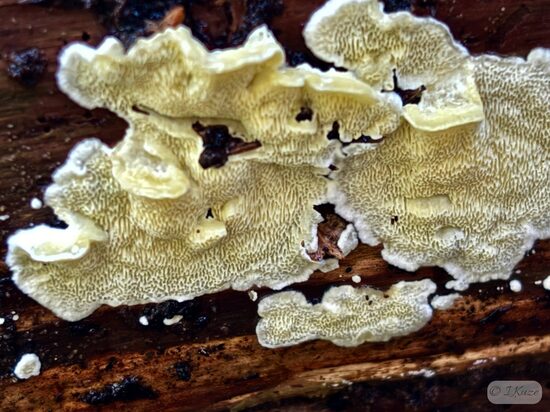 Flaviporus citrinellus